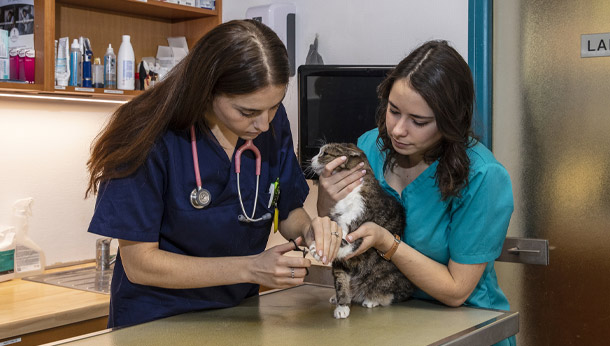 Coupe des griffes d'un chat